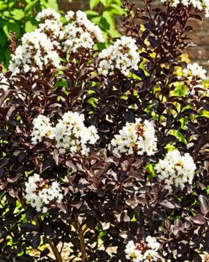 Lagerstroemia indica 'Black Solitaire' - immagine 3