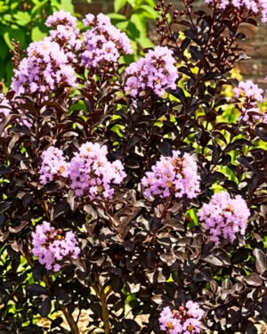Lagerstroemia indica 'Black Solitaire' - immagine 2