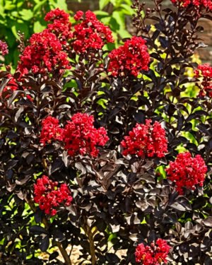 Lagerstroemia indica 'Black Solitaire'