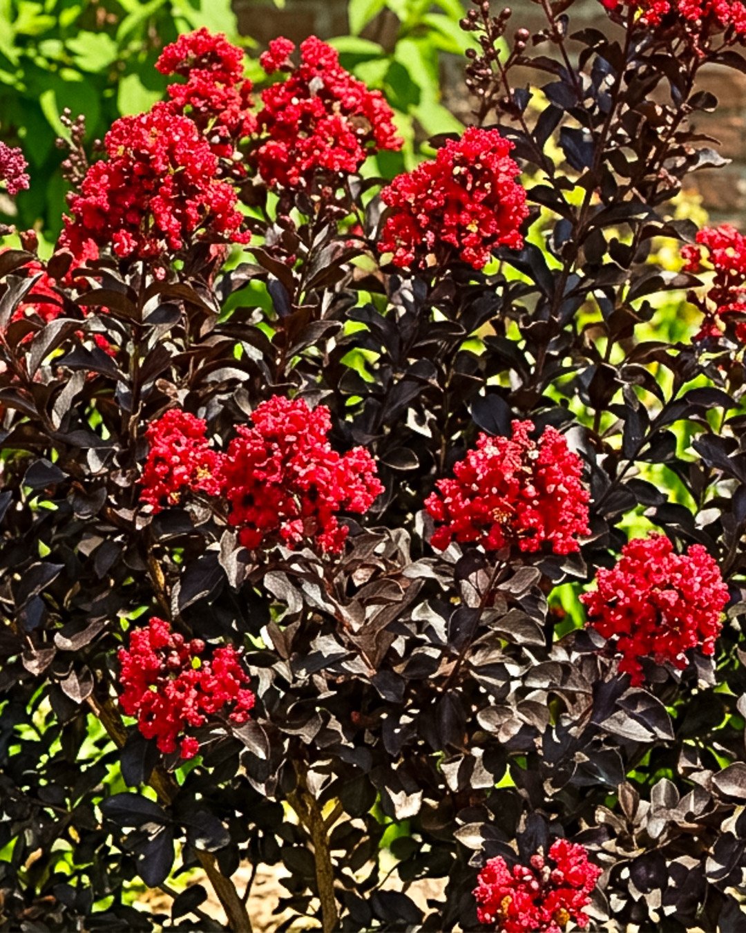 Lagerstroemia indica ‘Black Solitaire’