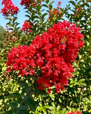 Lagerstroemia indica - immagine 4