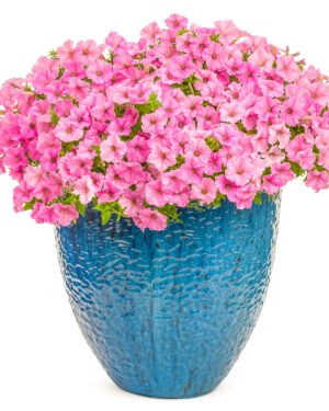 Petunia Supertunia Vista® Bubblegum®