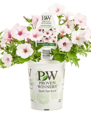 Petunia Supertunia Vista® Silverberry®