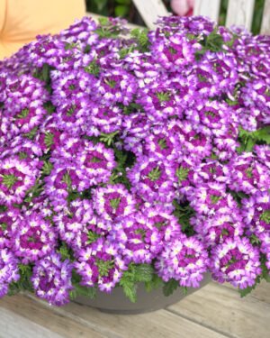 Verbena