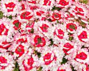 Verbena - immagine 2