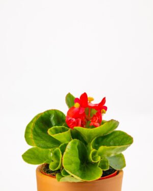 Begonia - immagine 2