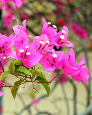 Bougainvillea x spectoglabra
