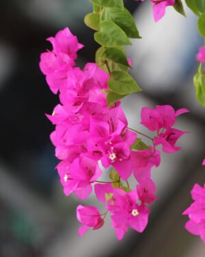 Bougainvillea x spectoglabra - immagine 2