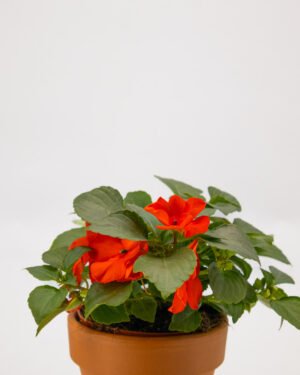 Impatients - immagine 2