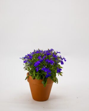 Lobelia