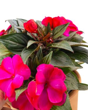 Nuova guinea - immagine 3