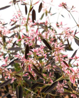 Euphorbia 'Shades in Pink' - immagine 3