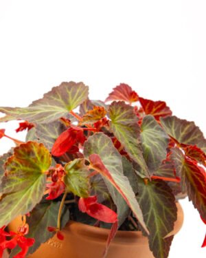 Begonia ricadente - immagine 2