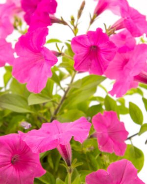 Vista bubblegum - immagine 3