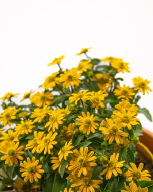 Sanvitalia - immagine 3