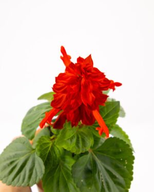 Salvia splendida - immagine 3