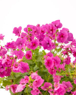 Diascia - immagine 3