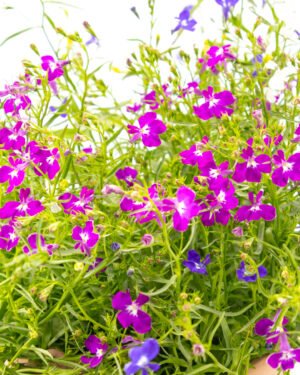 Lobelia trixi - immagine 2