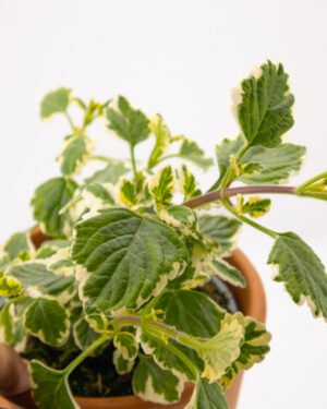 Incenso - immagine 3