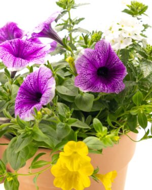 Trixi mix - immagine 2