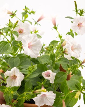 Supertunia - immagine 2