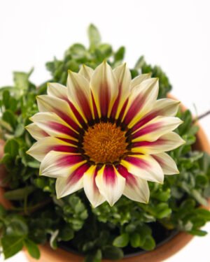 Gazania - immagine 2