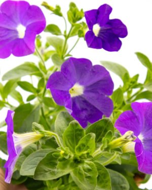 Surfinia - immagine 2