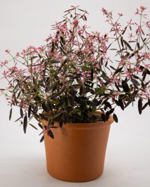 Euphorbia 'Shades in Pink'