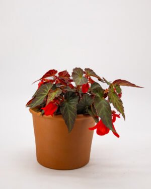 Begonia ricadente