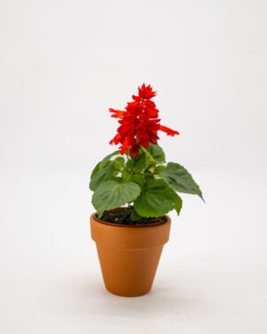 Salvia splendida