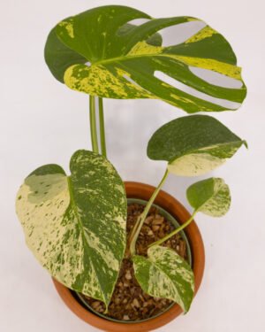 Monstera 'White Variegata' - immagine 3
