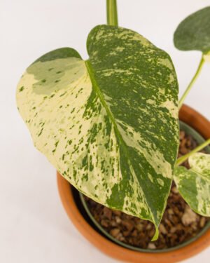 Monstera 'White Variegata'