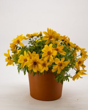 Bidens