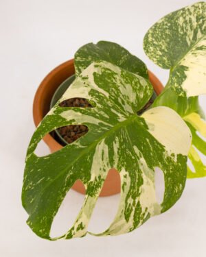 Monstera 'White Variegata' - immagine 2
