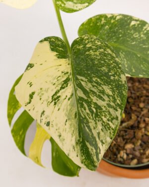 Monstera 'White Variegata' - immagine 4