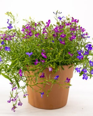 Lobelia trixi