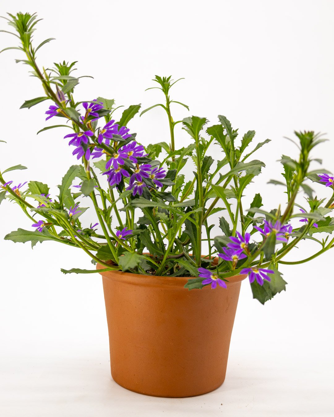 Scaevola