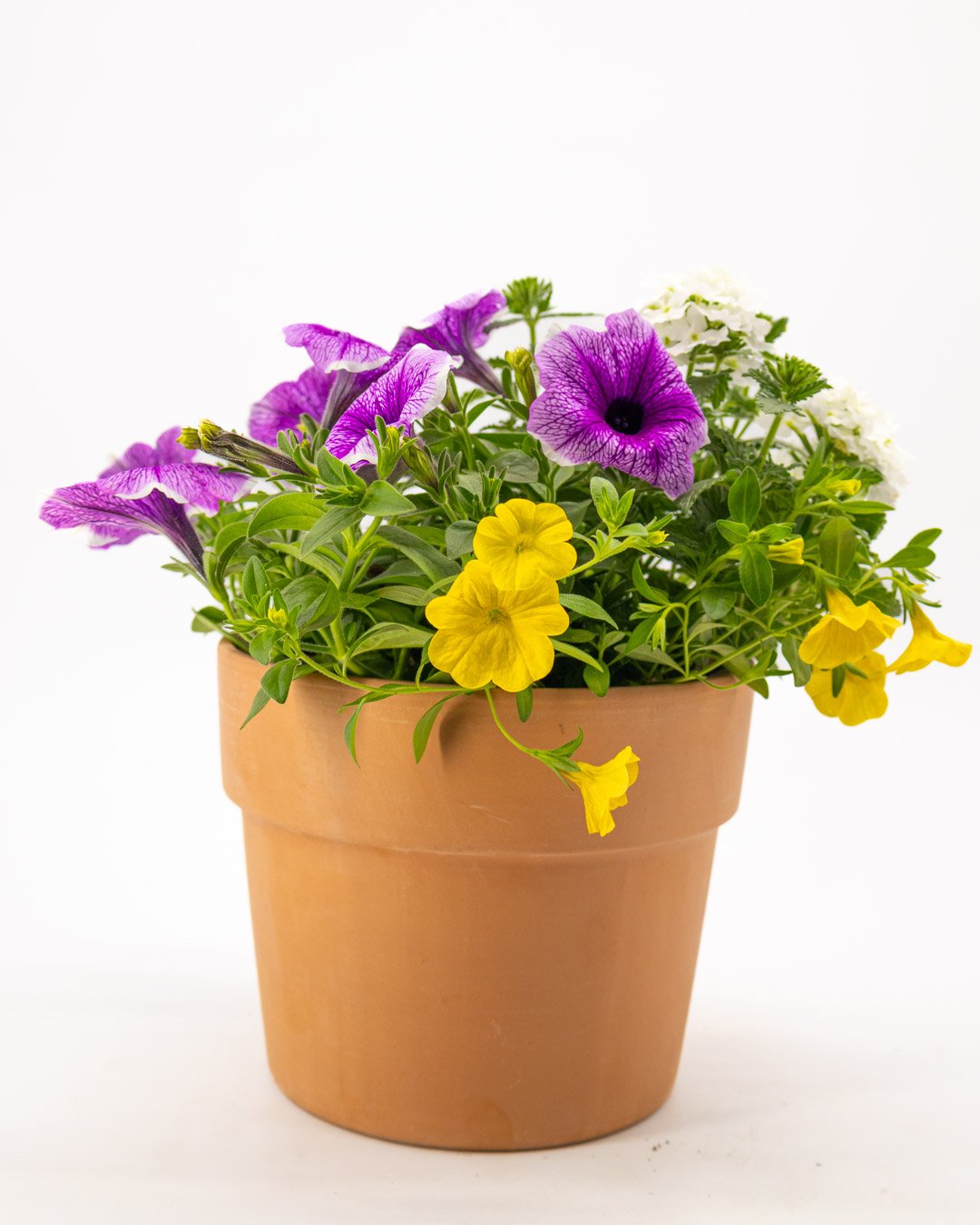 vivai-brugna-116 Trixi mix - immagine 1