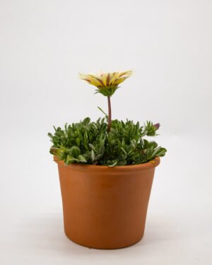 Gazania