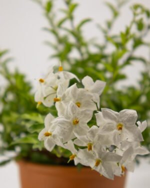 Solanum - immagine 2