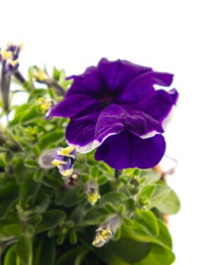 Petunia - immagine 2