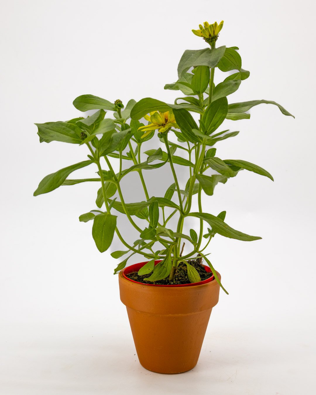 Zinnia