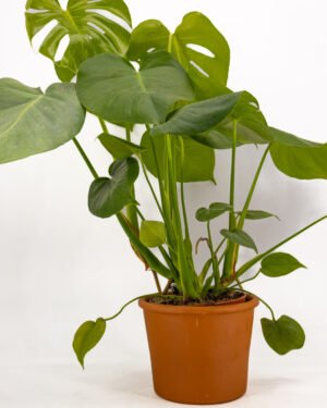 Monstera deliciosa
