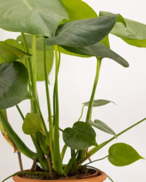 Monstera deliciosa - immagine 3