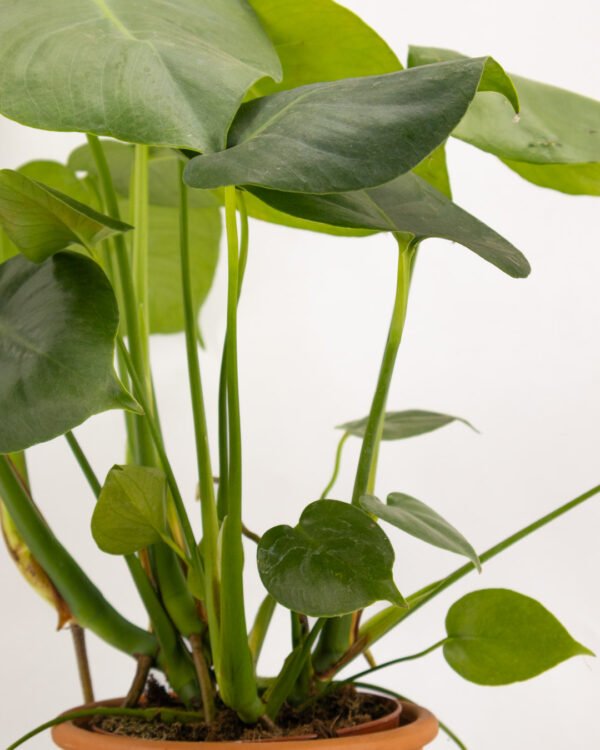 Monstera deliciosa - immagine 3