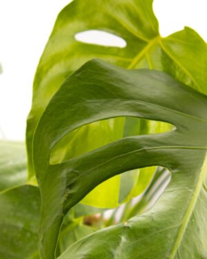 Monstera deliciosa - immagine 2