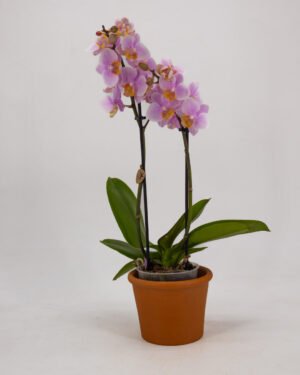 Orchidea a due steli
