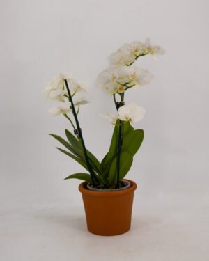 Orchidea a due steli - immagine 2