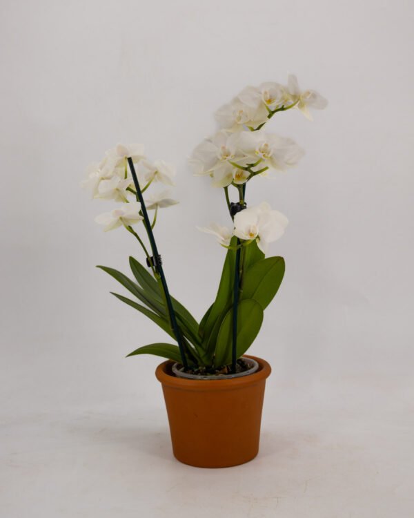 Orchidea a due steli - immagine 2