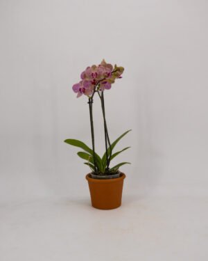 Orchidea a due steli - immagine 3